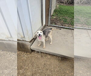 Siberian Husky-Unknown Mix Dogs for adoption in Maquoketa, IA, USA