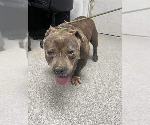 Medium Photo #1 American Staffordshire Terrier-Unknown Mix Puppy For Sale in Palmetto, FL, USA