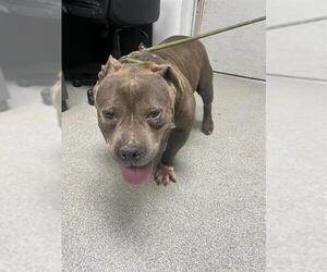 American Staffordshire Terrier-Unknown Mix Dogs for adoption in Palmetto, FL, USA