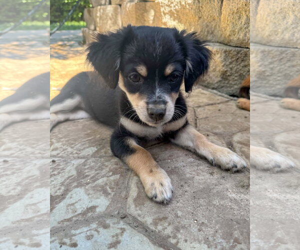 Medium Photo #7 Chihuahua-Colonial Cocker Spaniel Mix Puppy For Sale in Corona, CA, USA