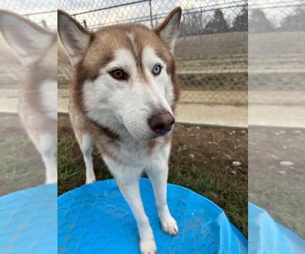 Medium Photo #2 Siberian Husky Puppy For Sale in Pierceton , IN, USA