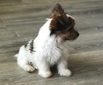Small Photo #4 Yorkshire Terrier Puppy For Sale in ALPINE, UT, USA