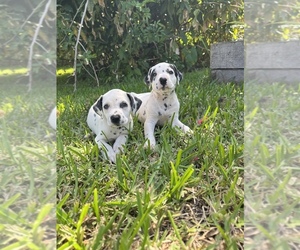 Dalmatian Puppy for sale in MERRITT IS, FL, USA