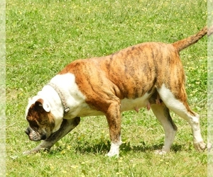 Mother of the American Bulldog puppies born on 06/29/2022