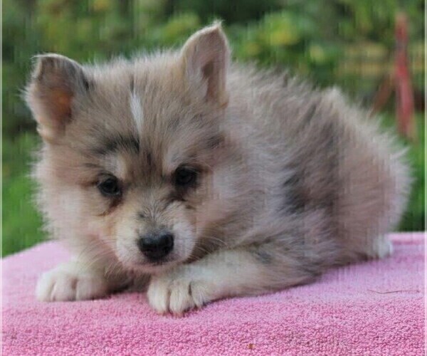 Medium Photo #2 Pomsky Puppy For Sale in GAP, PA, USA