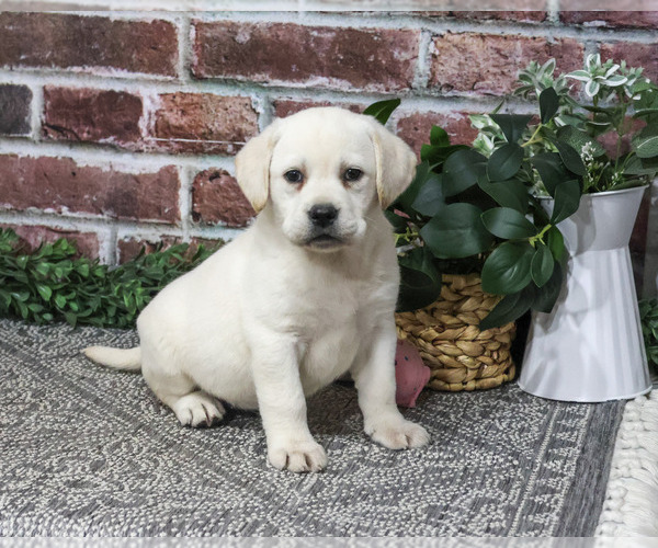 Medium Photo #1 Labrador Retriever Puppy For Sale in SYRACUSE, IN, USA