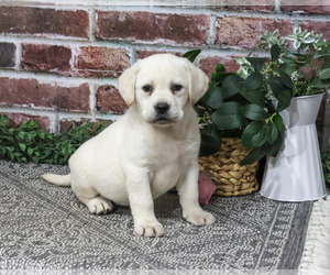 Labrador Retriever Puppy for sale in SYRACUSE, IN, USA