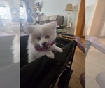 Small Photo #6 Pomeranian Puppy For Sale in LA PINE, OR, USA