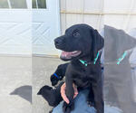Small #3 Labrador Retriever