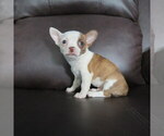 Small #6 Chihuahua