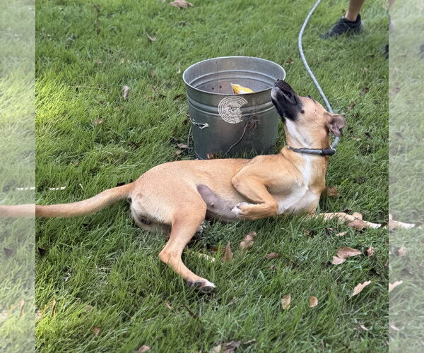 Medium Photo #4 Mutt Puppy For Sale in Yardley, PA, USA