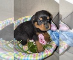Small #2 Rottweiler