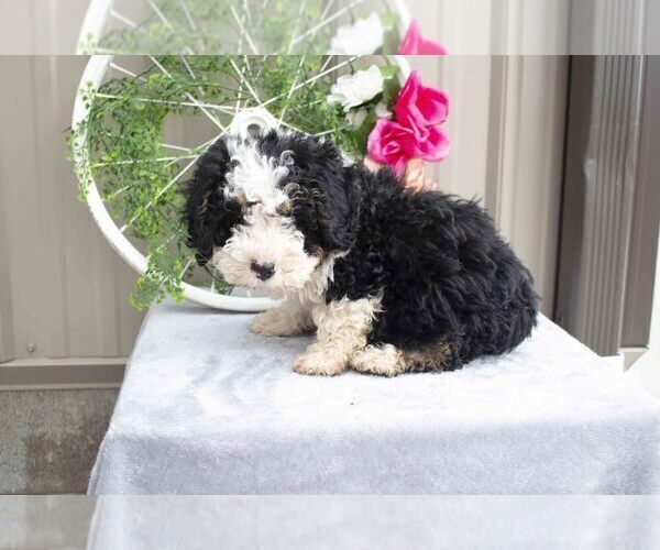 Medium Photo #2 Bernedoodle (Miniature) Puppy For Sale in NAVARRE, OH, USA