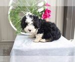 Small Photo #2 Bernedoodle (Miniature) Puppy For Sale in NAVARRE, OH, USA