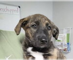Small #3 Great Pyrenees-Holland Shepherd Mix
