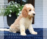 Small #1 Goldendoodle