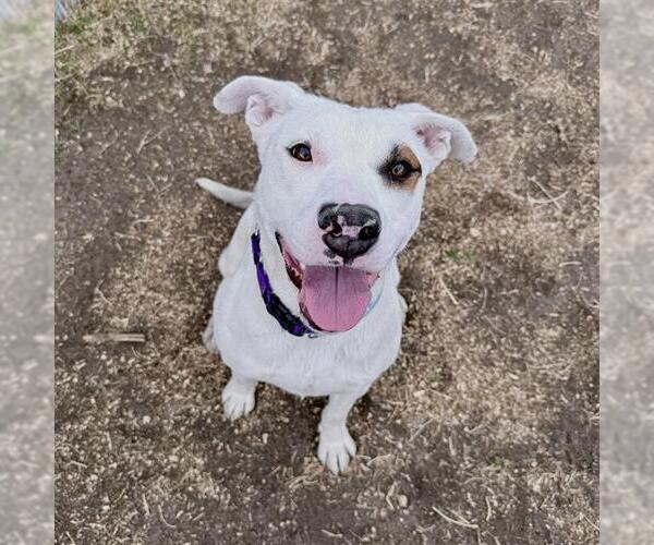 Medium Photo #2 American Staffordshire Terrier-Unknown Mix Puppy For Sale in Aurora, CO, USA