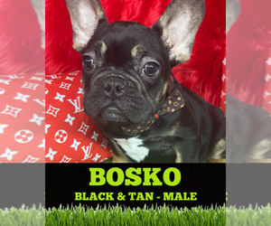 French Bulldog Puppy for sale in HEATHROW, FL, USA