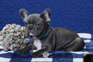 French Bulldog Puppy for sale in GRANADA HILLS, CA, USA