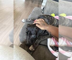American Staffordshire Terrier-Unknown Mix Dogs for adoption in San Antonio, TX, USA