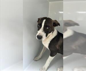 Labrador Retriever Dogs for adoption in Houston, TX, USA