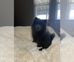 Small Photo #2 Pomeranian Puppy For Sale in WEBSTER, FL, USA
