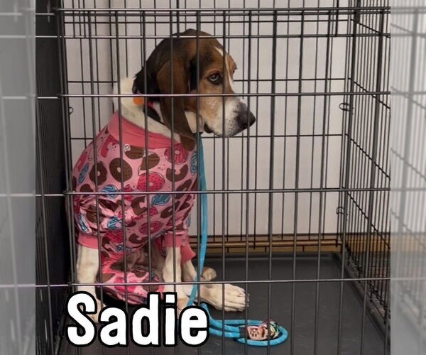 Medium Photo #4 Mutt Puppy For Sale in Rockaway, NJ, USA