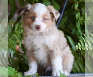 Miniature Australian Shepherd Puppy for sale in HONEY BROOK, PA, USA