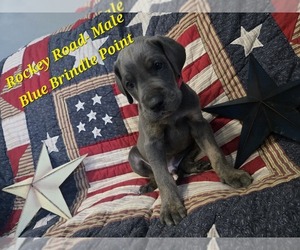 Medium Great Dane