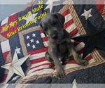 Puppy Rockey Road Great Dane