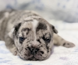 French Bulldog Puppy for sale in SACRAMENTO, CA, USA