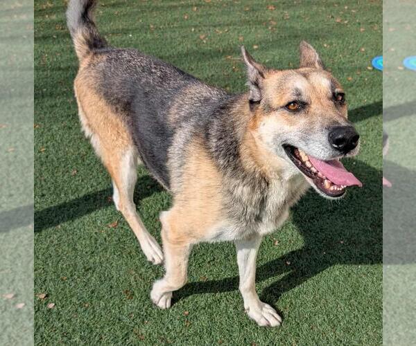 Medium Photo #5 German Shepherd Dog-Unknown Mix Puppy For Sale in Rockwall, TX, USA
