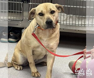 Brandice - Female Retriever -Unknown Mix Dog for Adoption - Photo #5