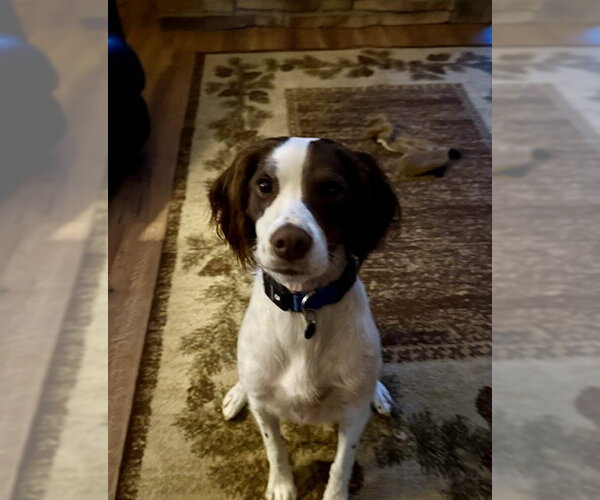 Medium Photo #3 Brittany Puppy For Sale in Curwensville, PA, USA