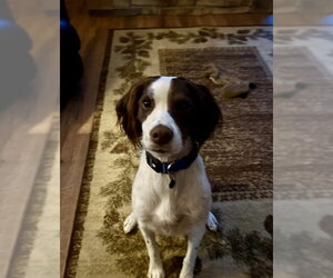 WI/Griff - Male Brittany Dog for Adoption - Photo #3