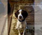 Small Photo #3 Brittany Puppy For Sale in Curwensville, PA, USA