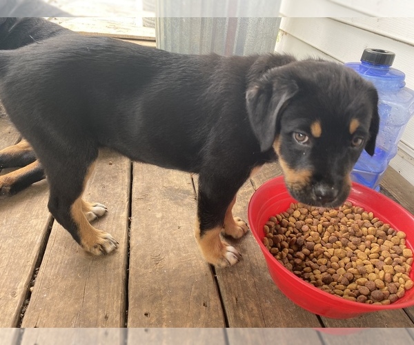 Medium Photo #1 Golden Labrador-Rottweiler Mix Puppy For Sale in MUNFORDVILLE, KY, USA
