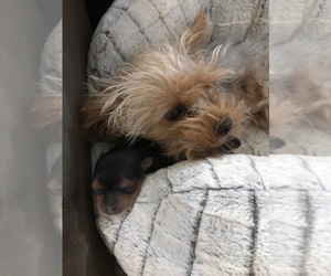 Yorkshire Terrier Puppy for sale in LAKEWOOD, CO, USA