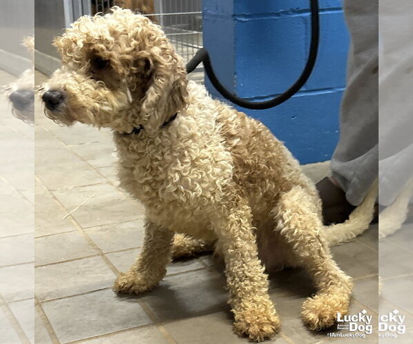 Medium Photo #2 Mutt Puppy For Sale in Washington, DC, USA