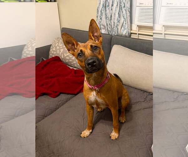 Medium Photo #3 Mutt Puppy For Sale in pomfret, CT, USA