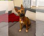 Small #2 Mutt