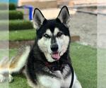 Small #3 German Shepherd Dog-Siberian Husky Mix