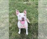 Small #1 American Pit Bull Terrier Mix