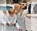 Small Photo #6 American Pit Bull Terrier-Unknown Mix Puppy For Sale in Germantown, OH, USA
