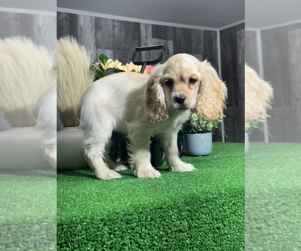 Medium Photo #4 Cocker Spaniel Puppy For Sale in CANOGA, NY, USA