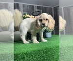 Small #3 Cocker Spaniel