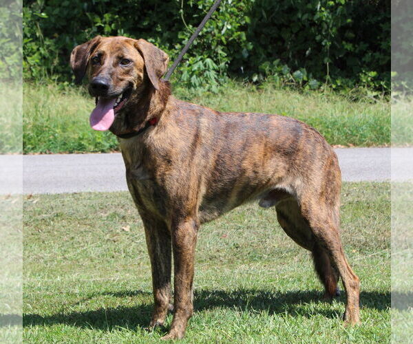 Medium Photo #2 Catahoula Leopard Dog-Unknown Mix Puppy For Sale in Prattville, AL, USA