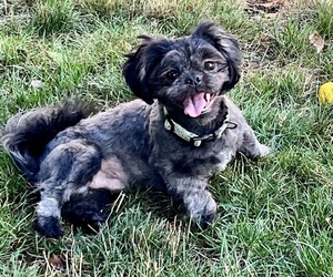 Shih Tzu Puppy for sale in VANCOUVER, WA, USA
