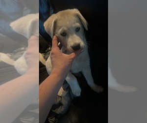 Siberian Husky-Staffordshire Bull Terrier Mix Puppy for Sale in WILLIMANTIC, Connecticut USA