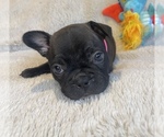 Small Photo #10 Faux Frenchbo Bulldog Puppy For Sale in HOODSPORT, WA, USA